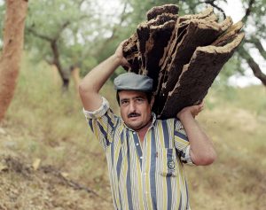 Cork industry