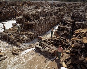 Cork-industry in Portugal