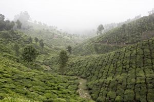 The spectacular valleys of tea plantations in Munnar, Kerala