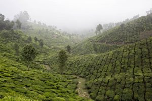Tea plantation in Munar- Kerala India