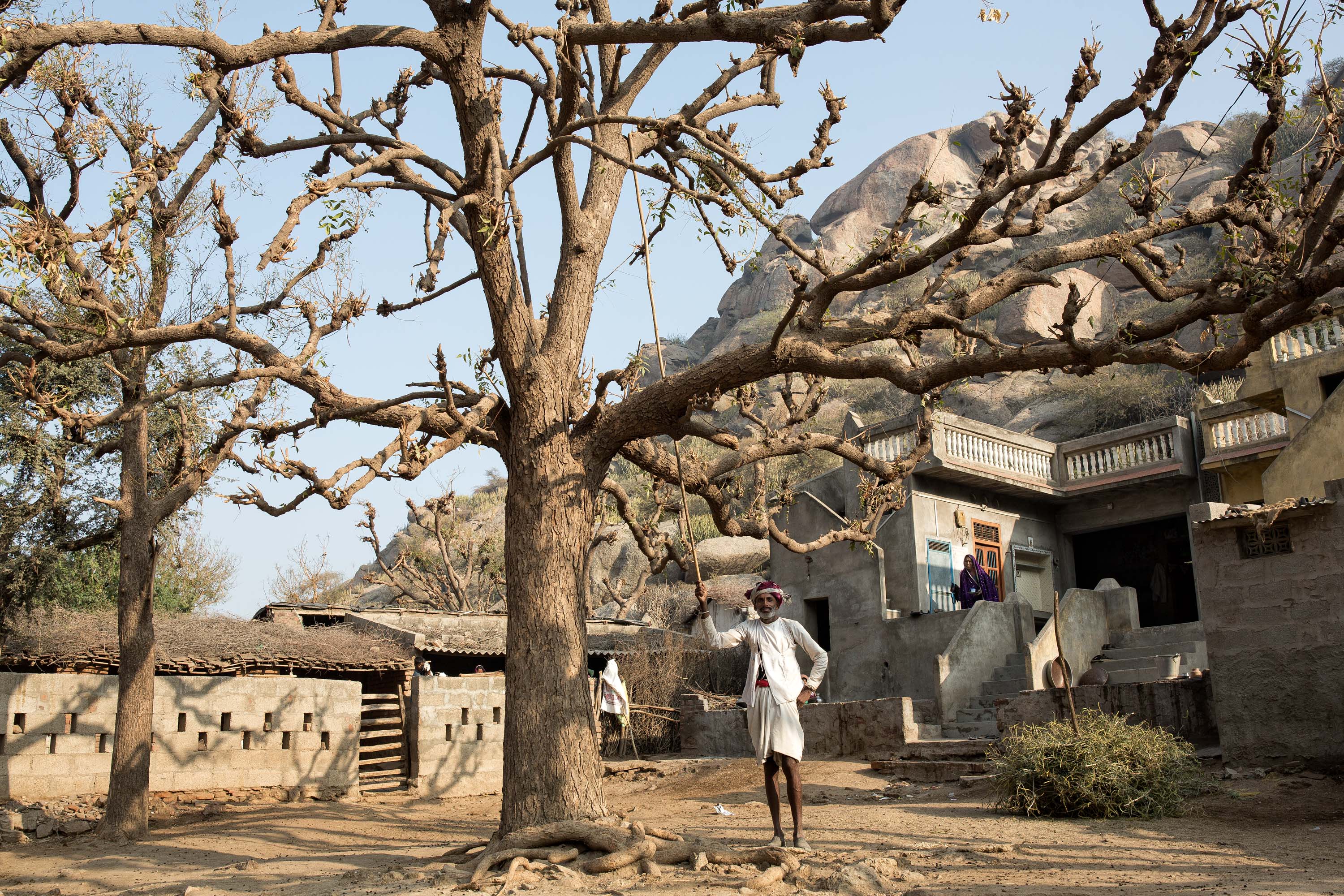 A member of the Rabari. The Rabari are a semi-nomadic pastoral community, primarily from the Indian states of Rajasthan and Gujarat. India