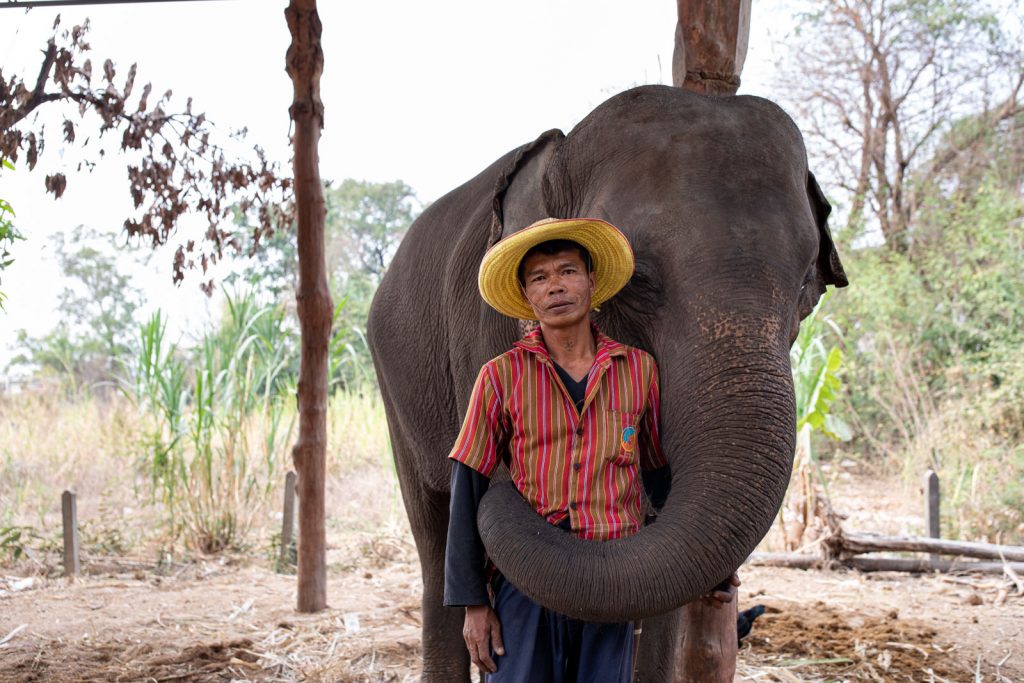 The uncertain future of Elephants