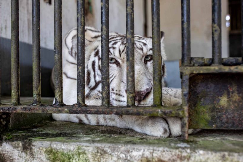 The Yangon Zoo Myanmar